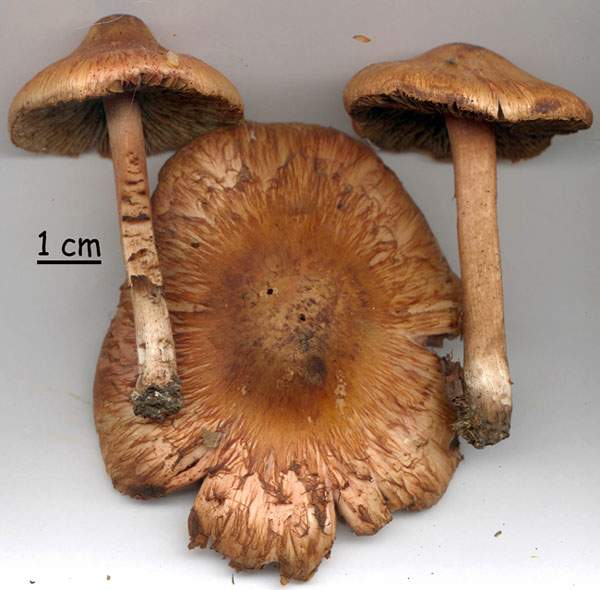 Inocybe piriodora